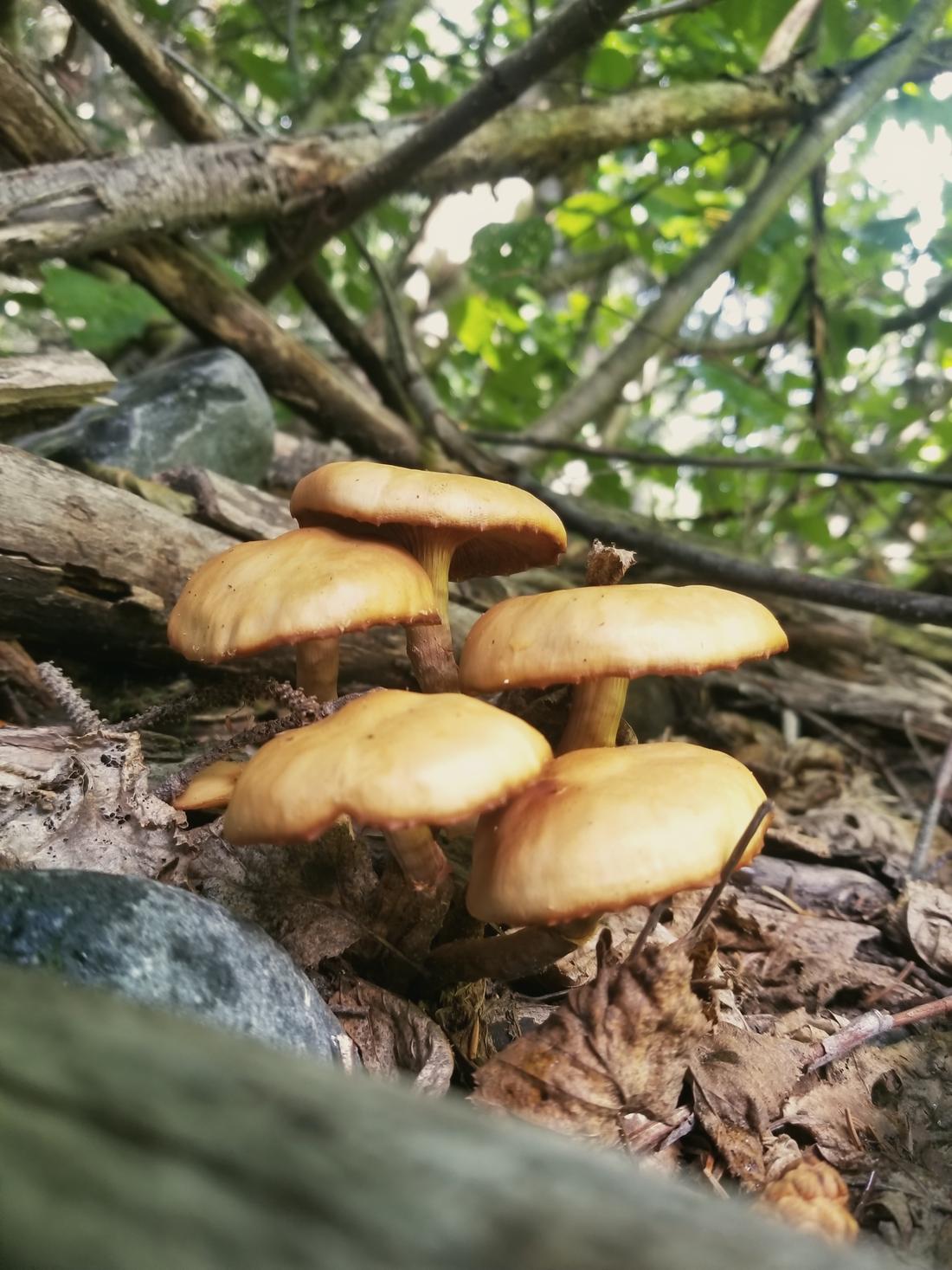 A cluster of golden mushrooms among roots and leaves