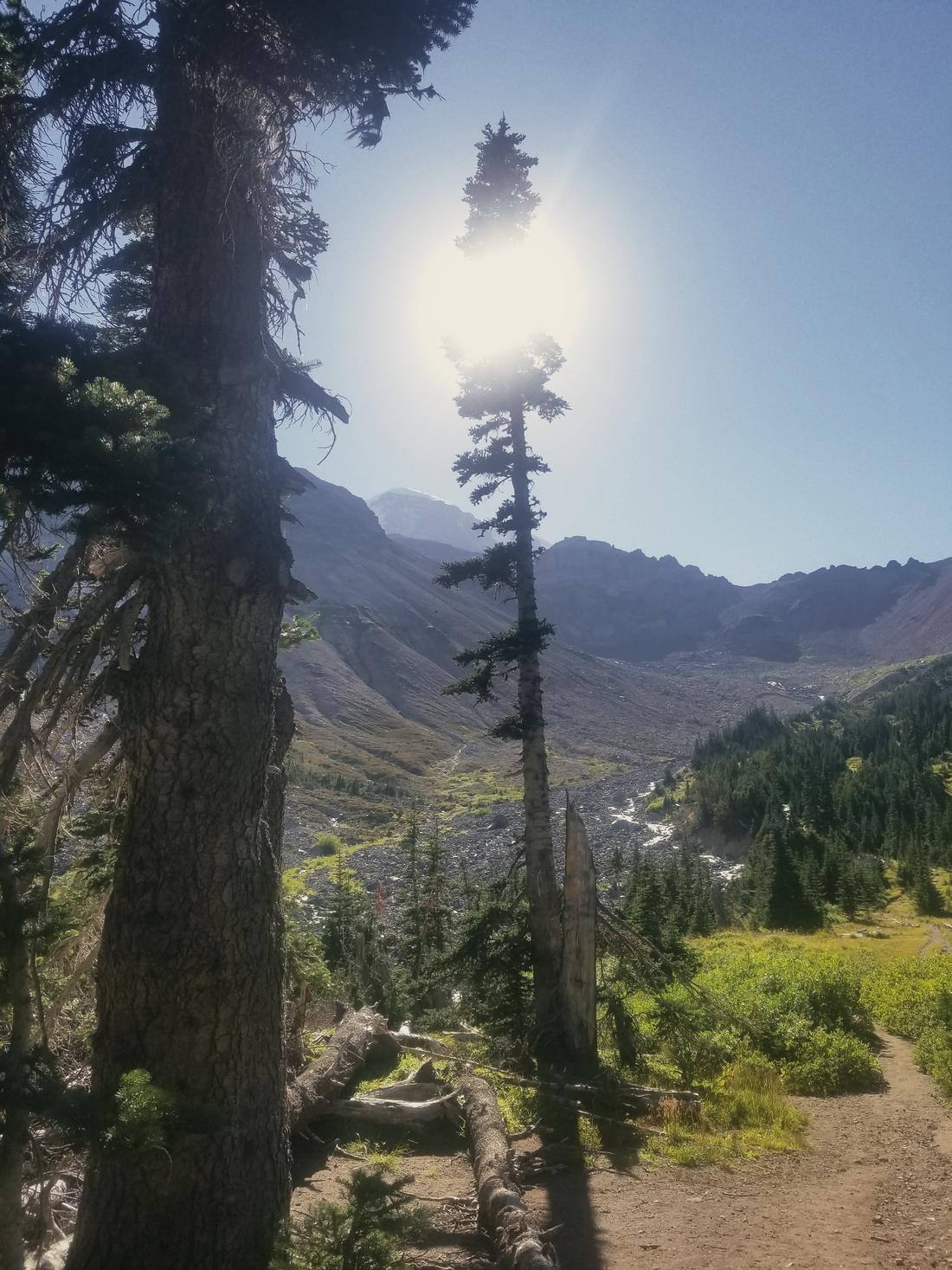 The sun through tall evergreens above a mountain valley