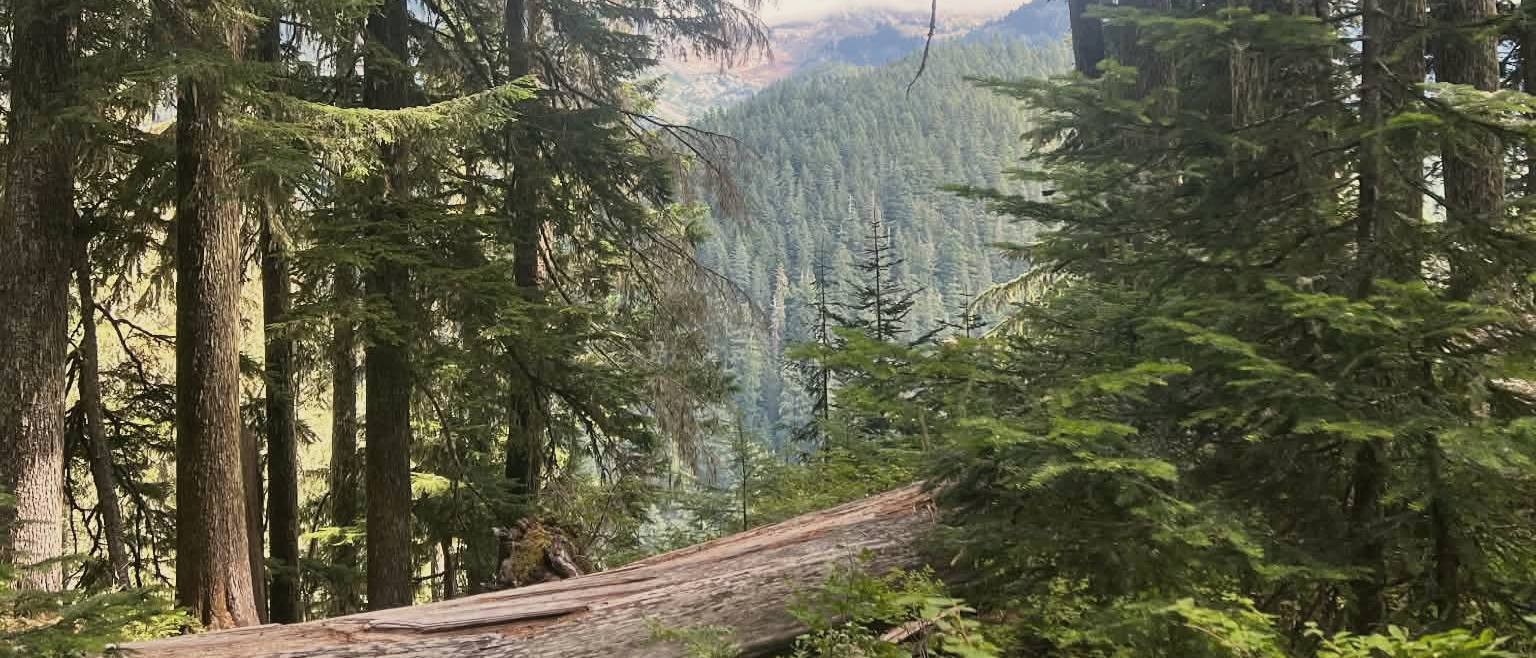 Tall evergreens opening onto a misty mountain valley