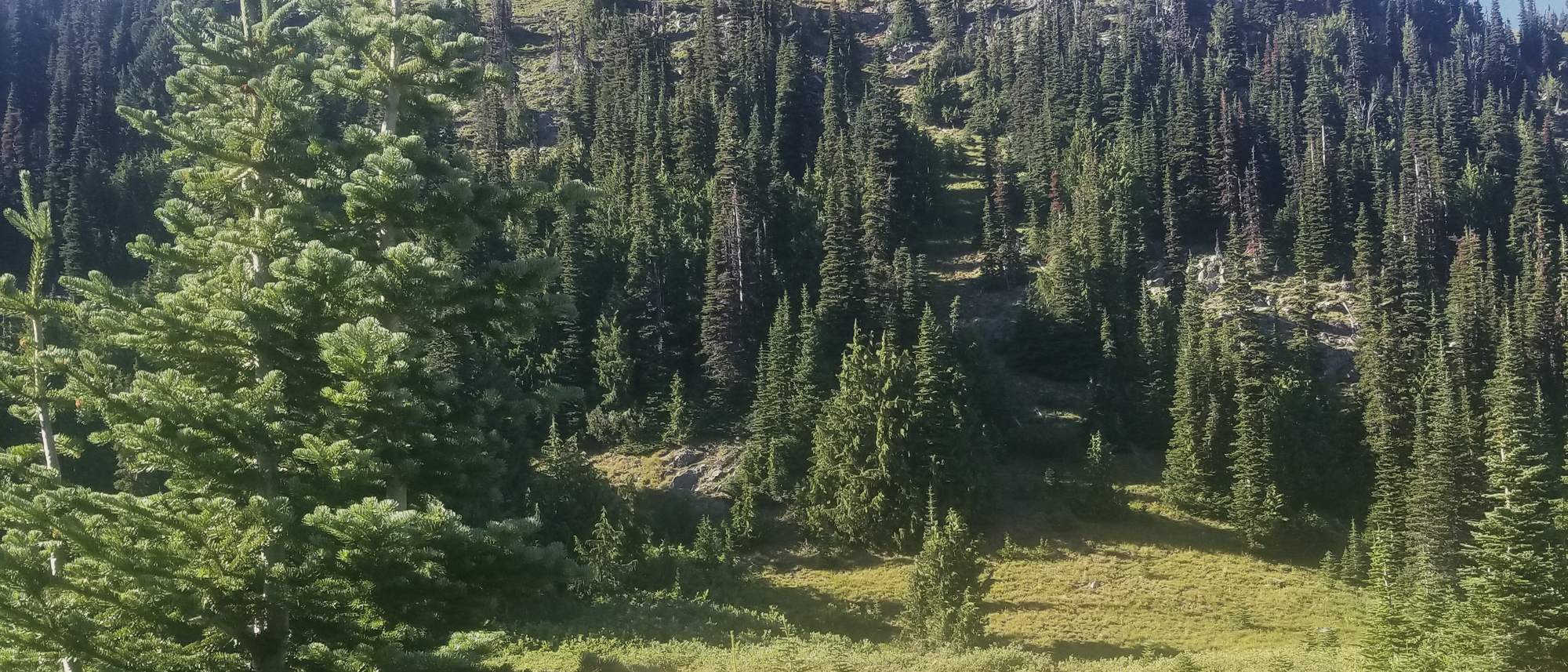 A summit rising over evergreens and a sunlit mountain meadow
